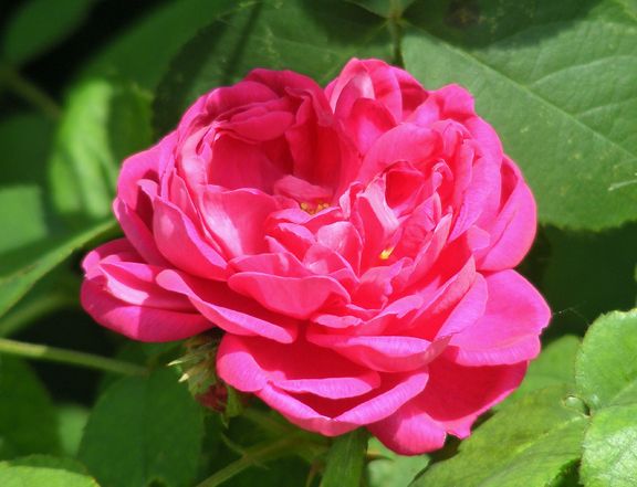 Rose de Rescht photo rdr2014_07250035_zps81696f29.jpg